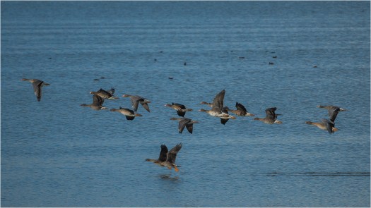 Startende Gänse am Gülpesee