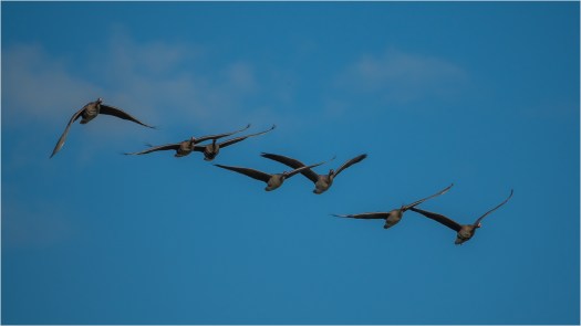 Gänsegeschwader am Gülpesee
