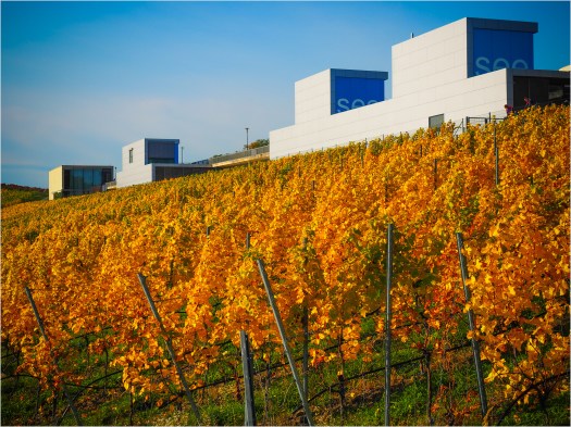 Weinberge an den IBA-Terrassen