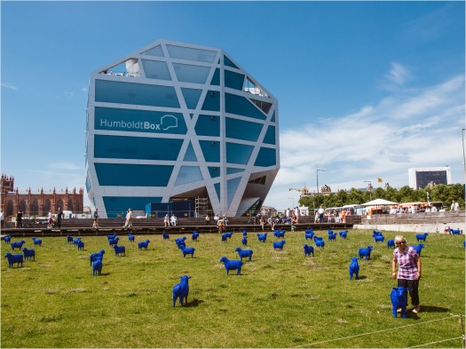Die "Blauen Schafe" des Blauschäfers Rainer Bonk