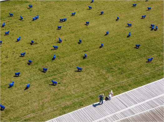 Blaue Schafe auf der Schlosswiese