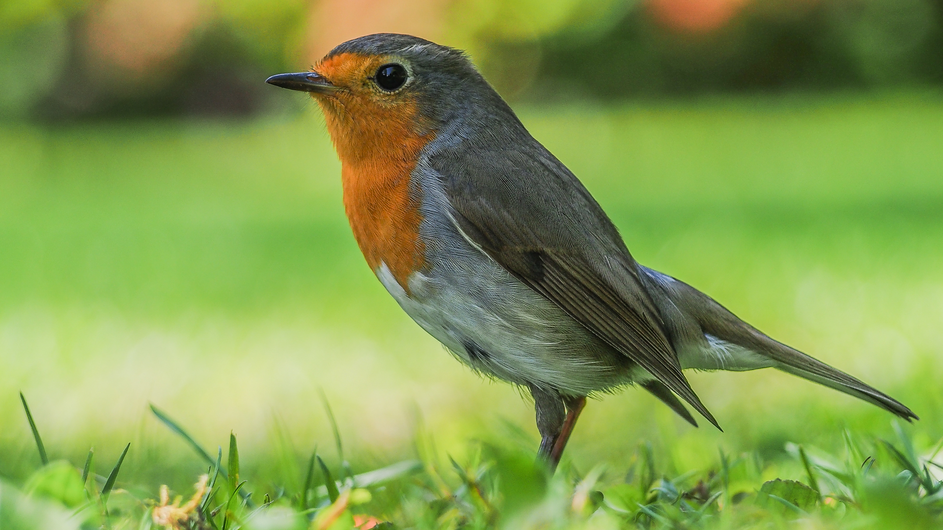 Rotkehlchen vor grünem Hintergrund