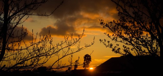 Sonnenuntergang hinter Bäumen