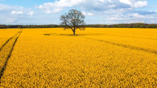 Rapsfeld mit Baum