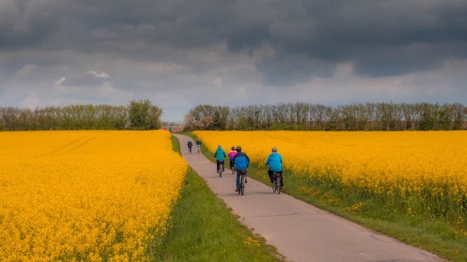 Radfahrer in Rapsfeld