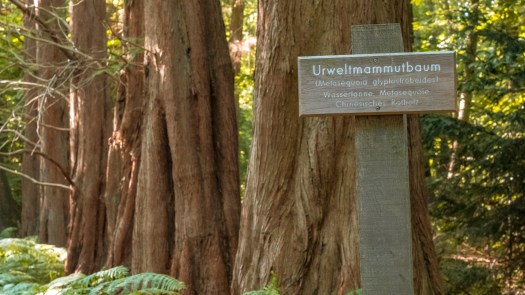 Mammutbäume im Zingster Osterwald