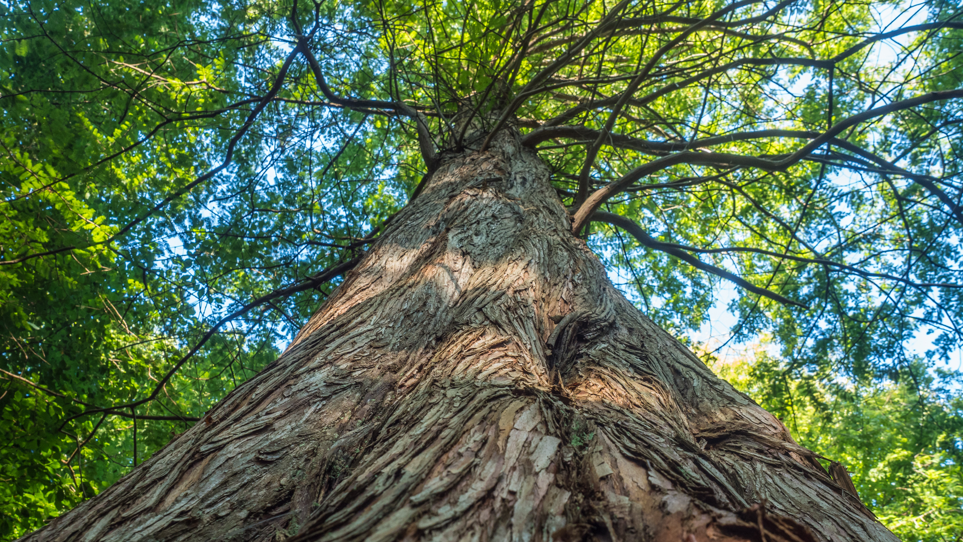 Mammutbaum im Zingster Osterwald