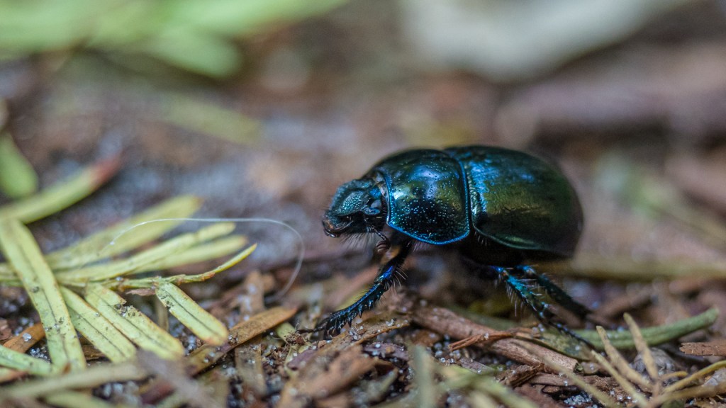 Schwarzer Käfer auf Waldboden