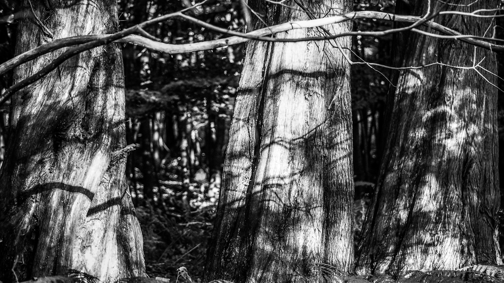 Mammutbäume im Osterwald von Zingst