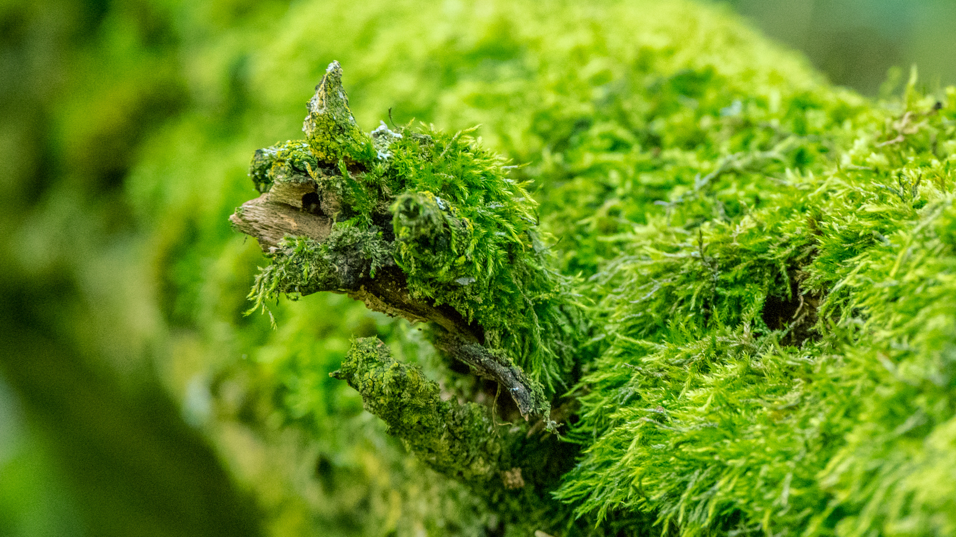 Baumstamm mit Moos bedeckt und einem Ast als Minitroll