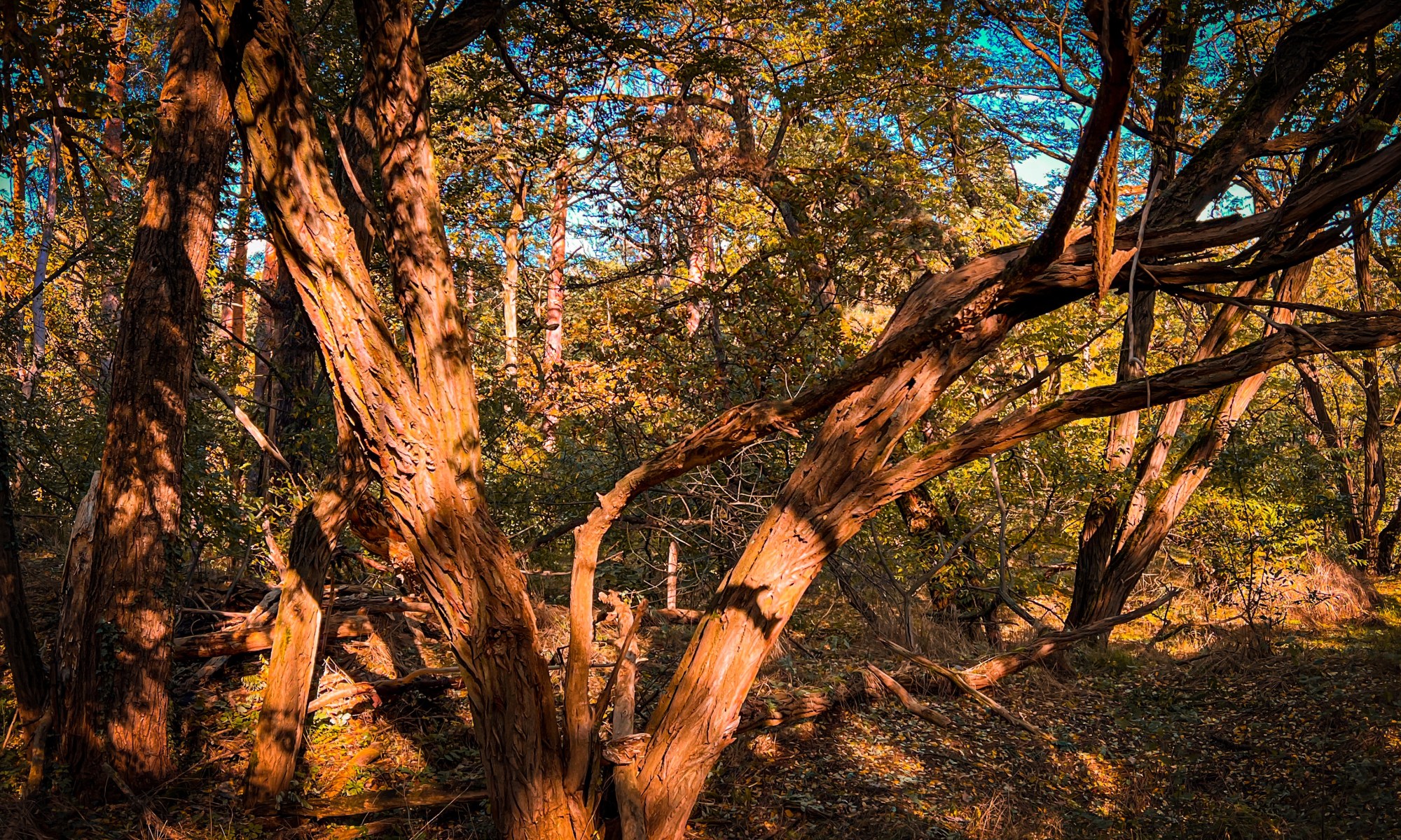 Knorrige Bäume in der Herbstsonne