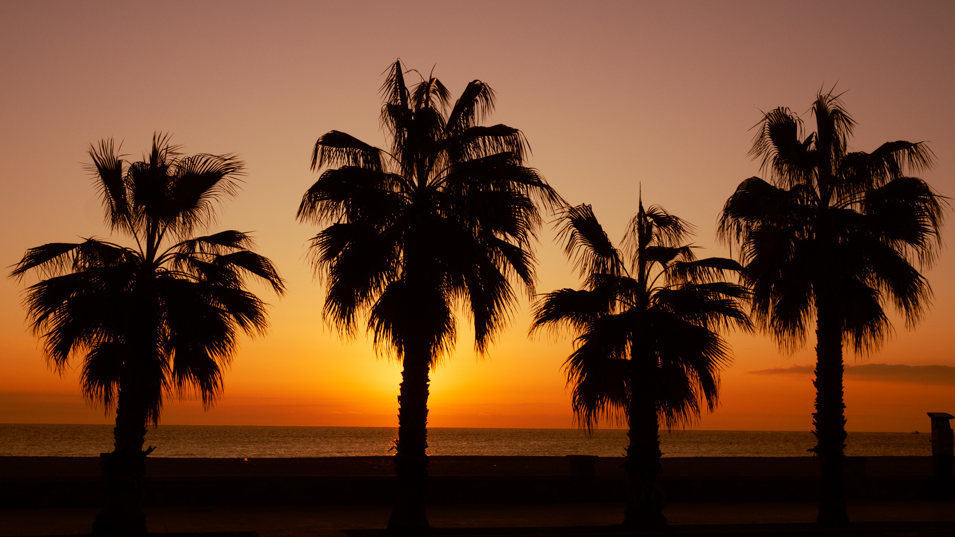 Vier Palmen vor Sonnenaufgang