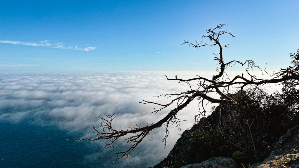 Kahler Ast am Penyal d’Ifac