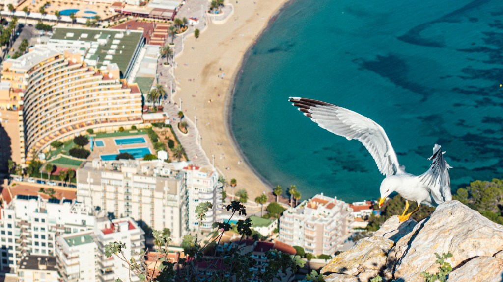 Möwe auf dem Penyal d’Ifac