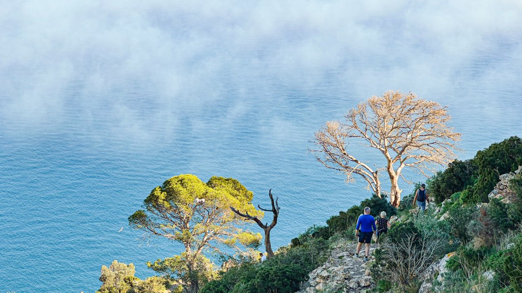 Bäume mit Meer am Penyal d’Ifac