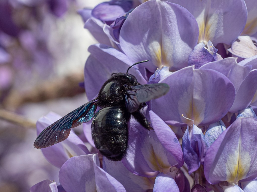 Blaue Holzbiene an Flieder in Ronda