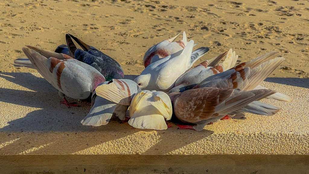 Tauben glucken zusammen