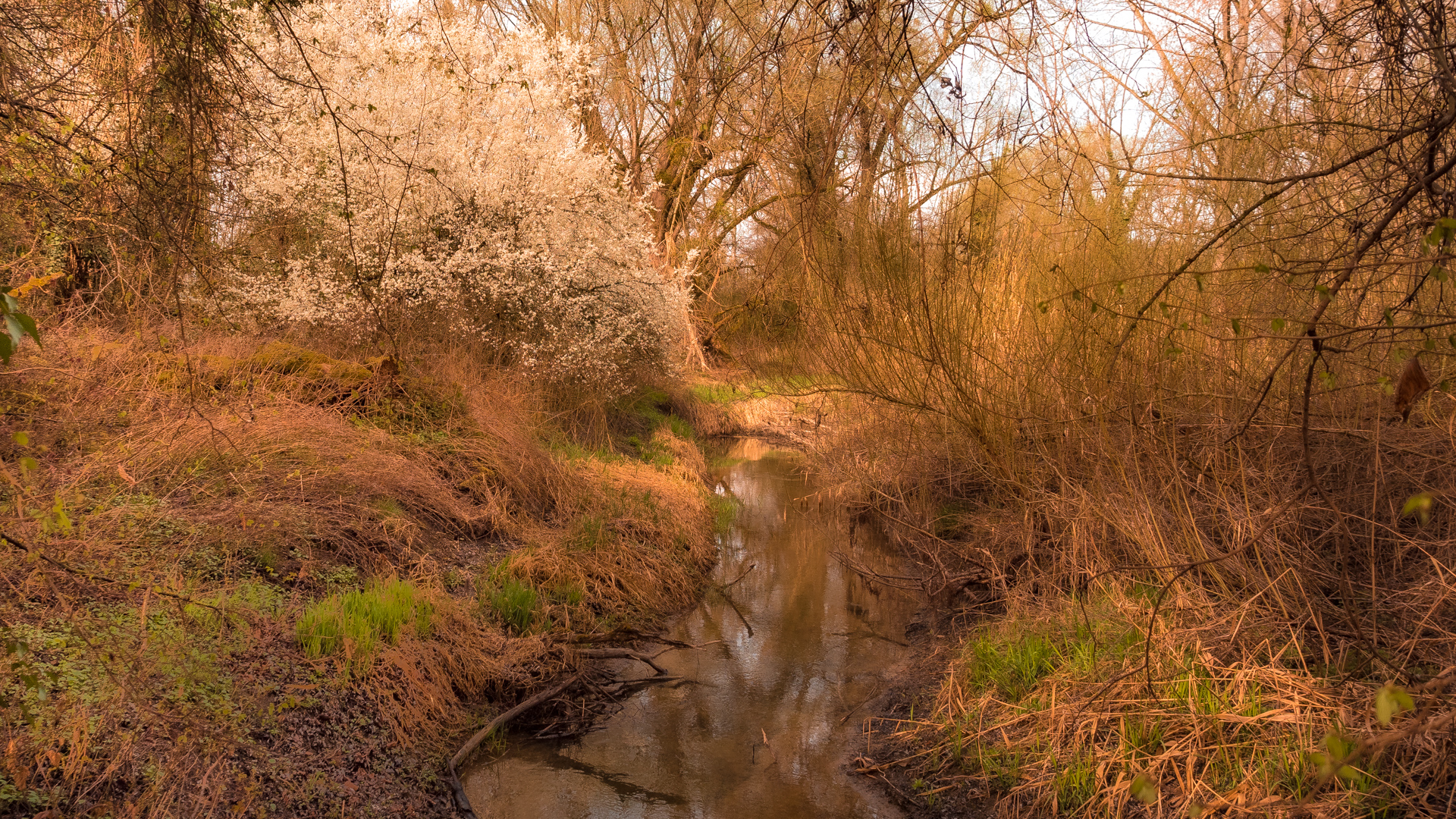 Ein Bachlauf mit Weiden und Bäumen