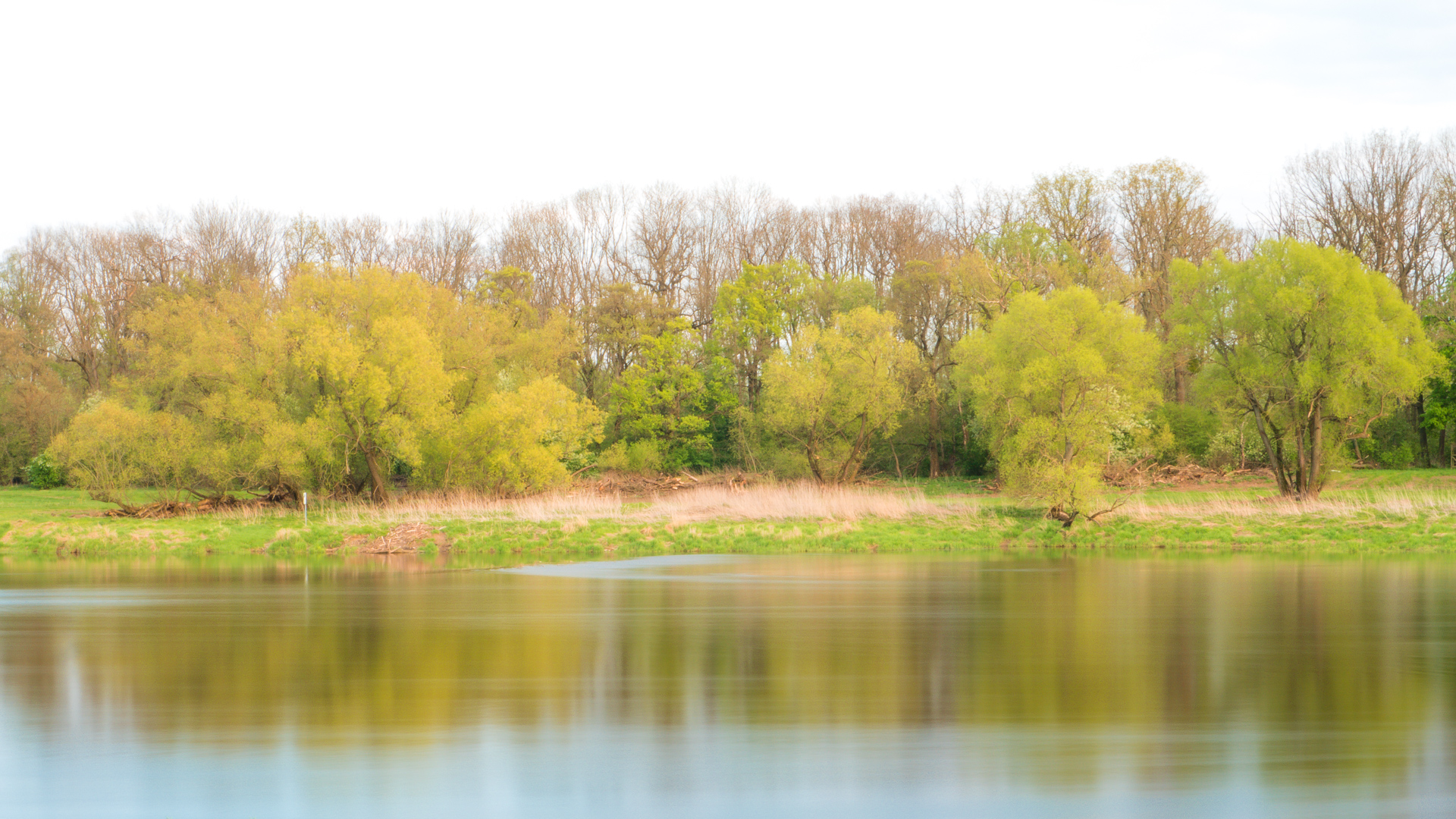 Blick über die Elbe mit Bäumen