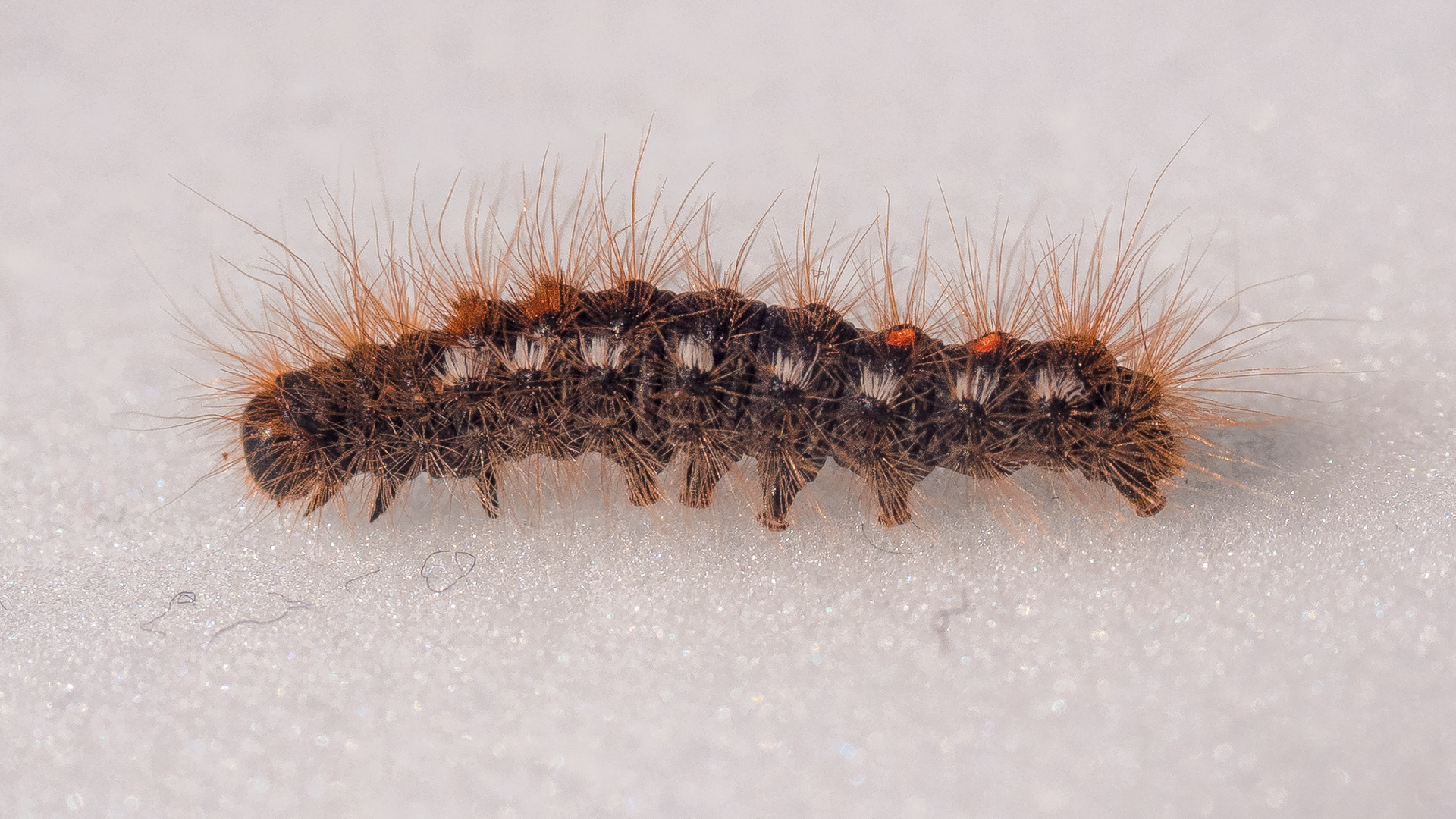 Raupe auf weißem Hintergrund