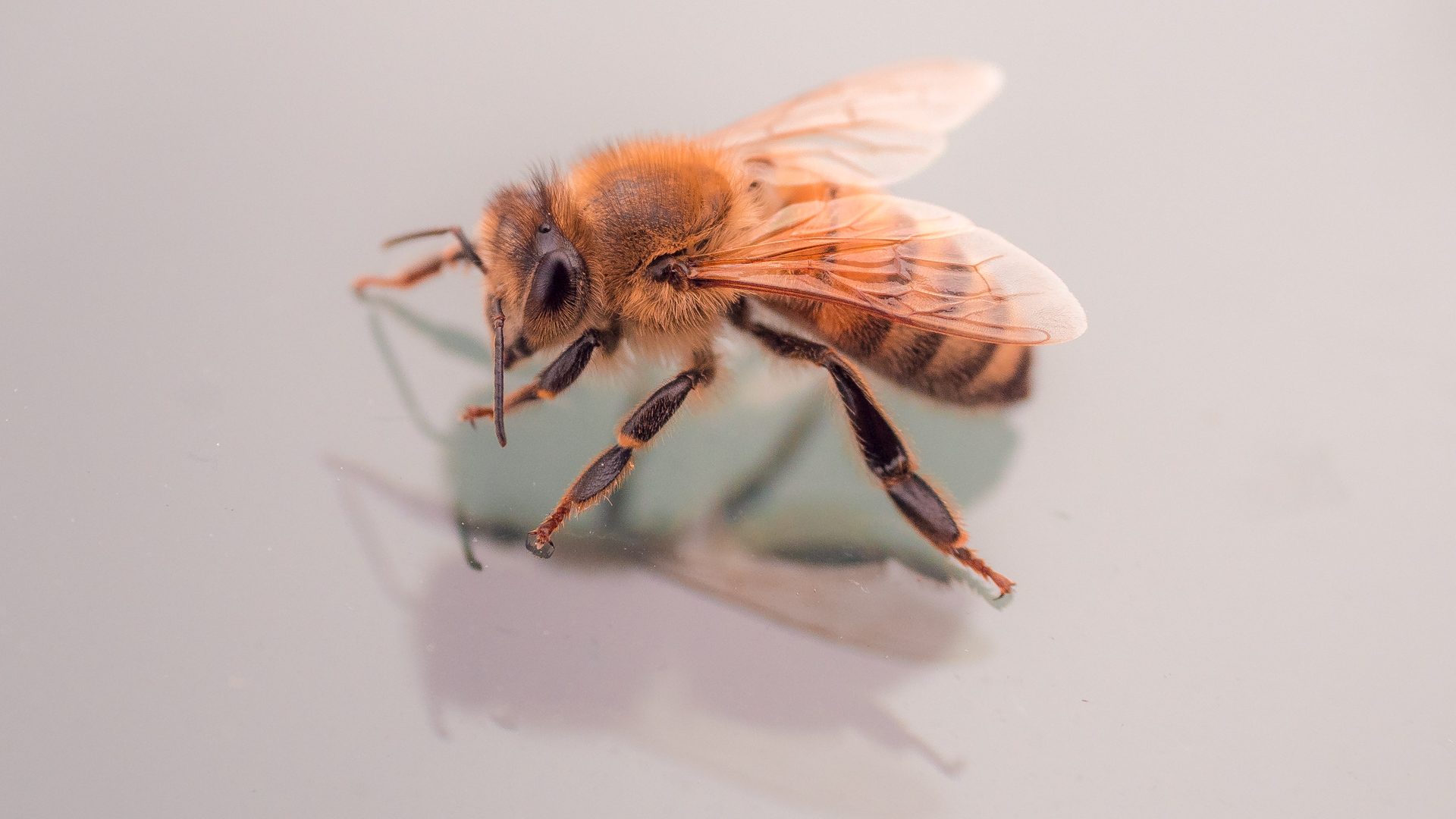 Honigbiene vergrößert