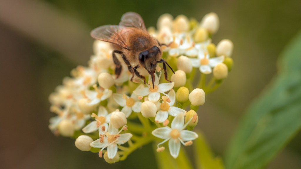 Honigbiene auf einer Blüte