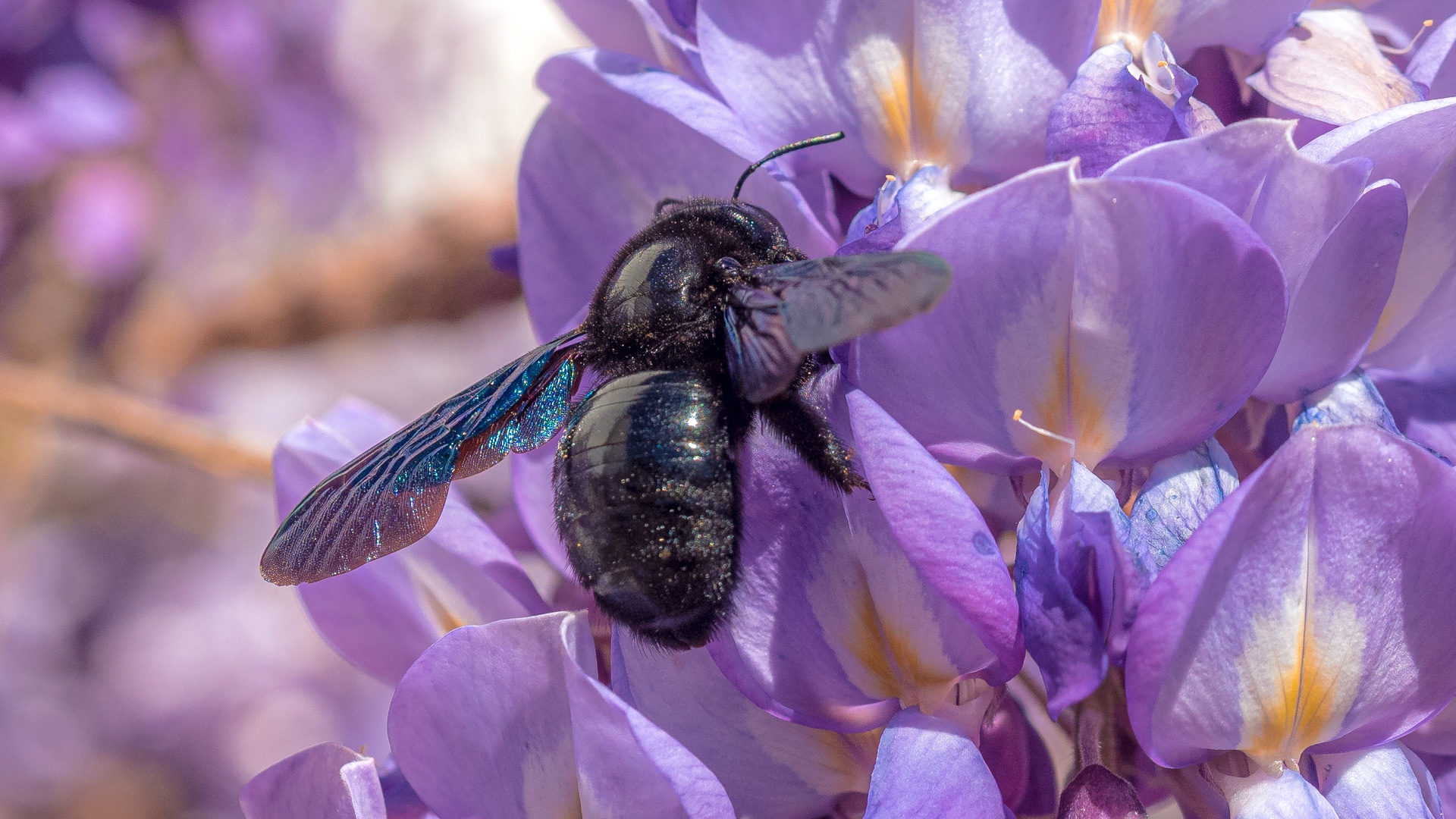 Blauschwarze Holzbiene auf einer Blume