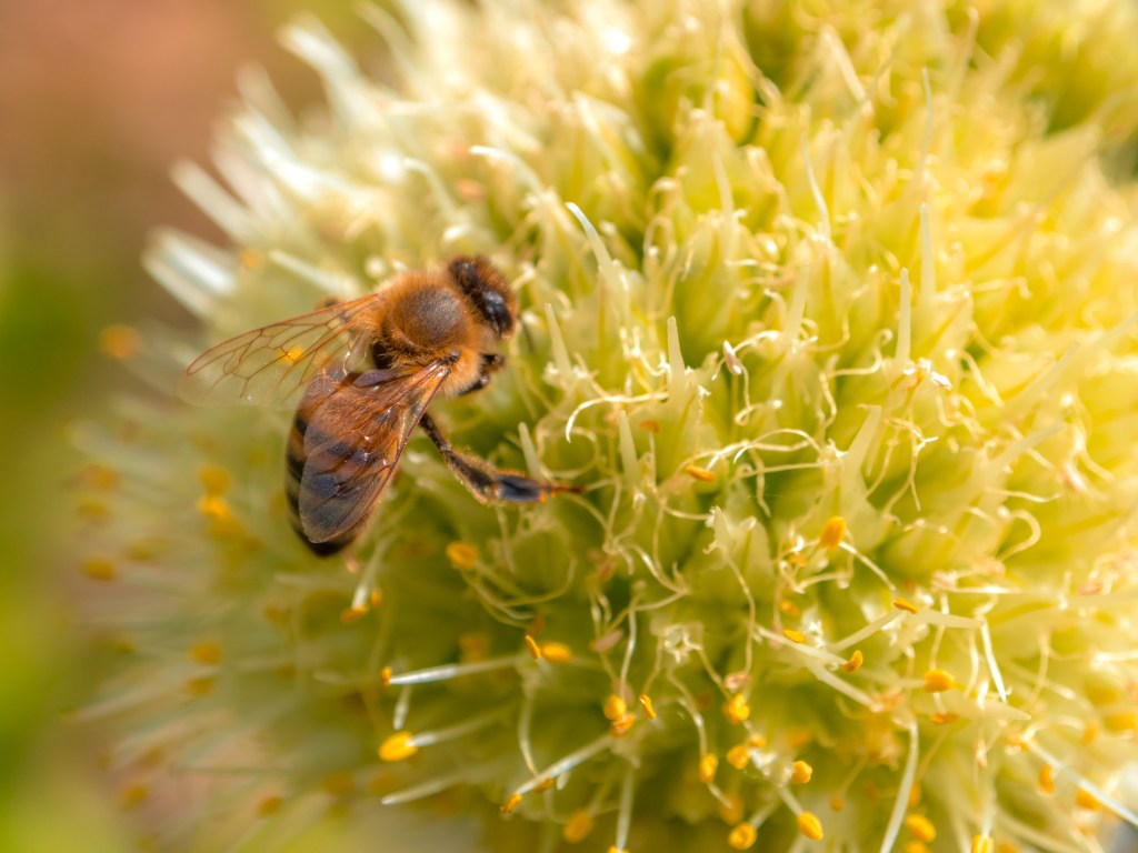 Eine Honigbiene auf der Suche nach Honig