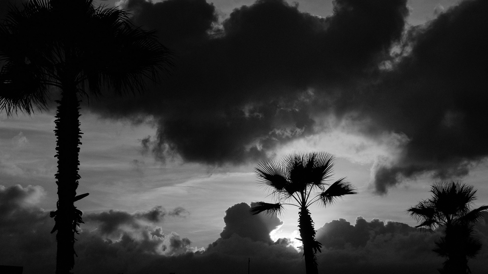 Drei Palmen im Gegenlicht in schwarzweiss
