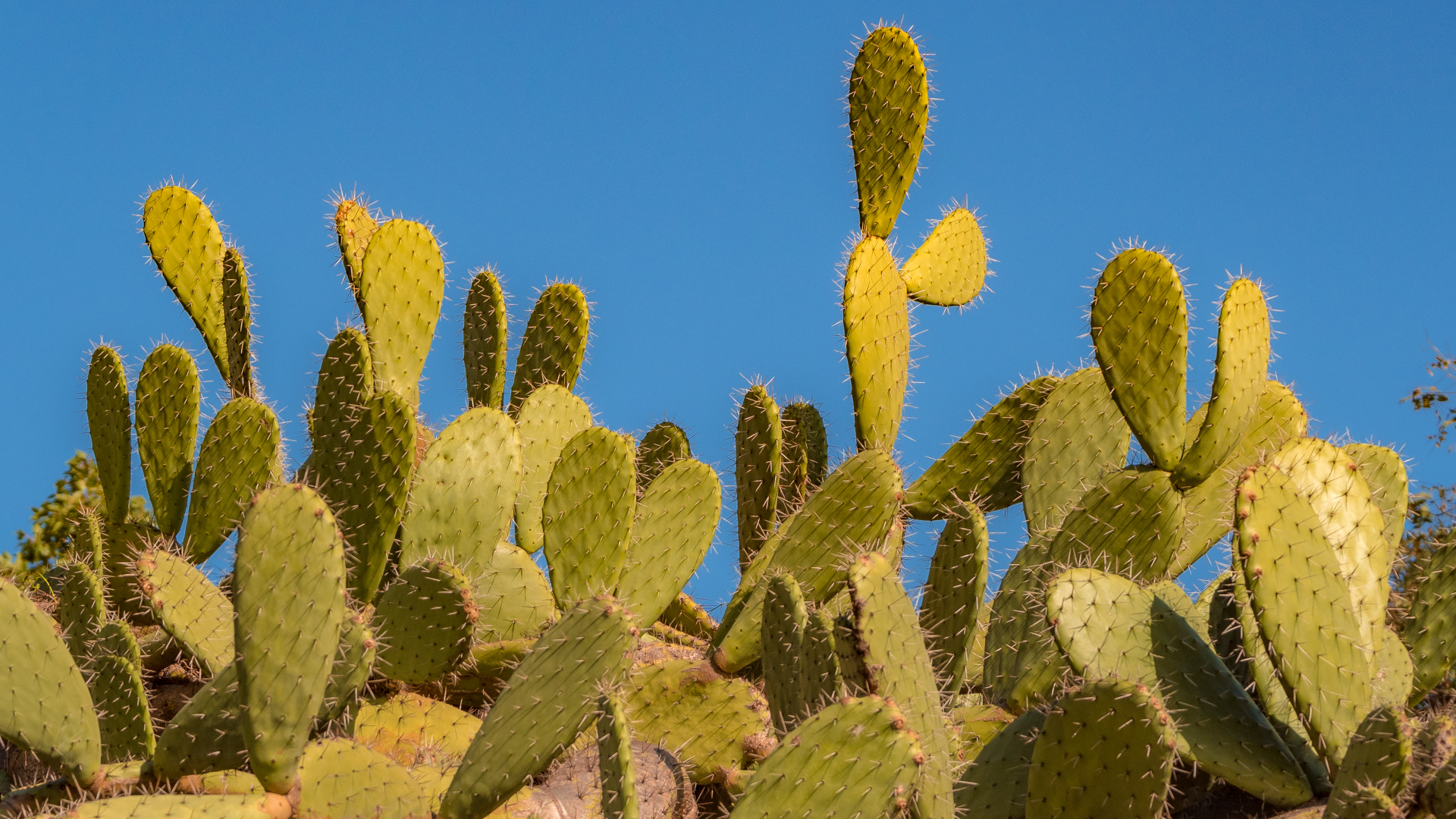 Eine Ansammlung von Kakteen in Südspanien