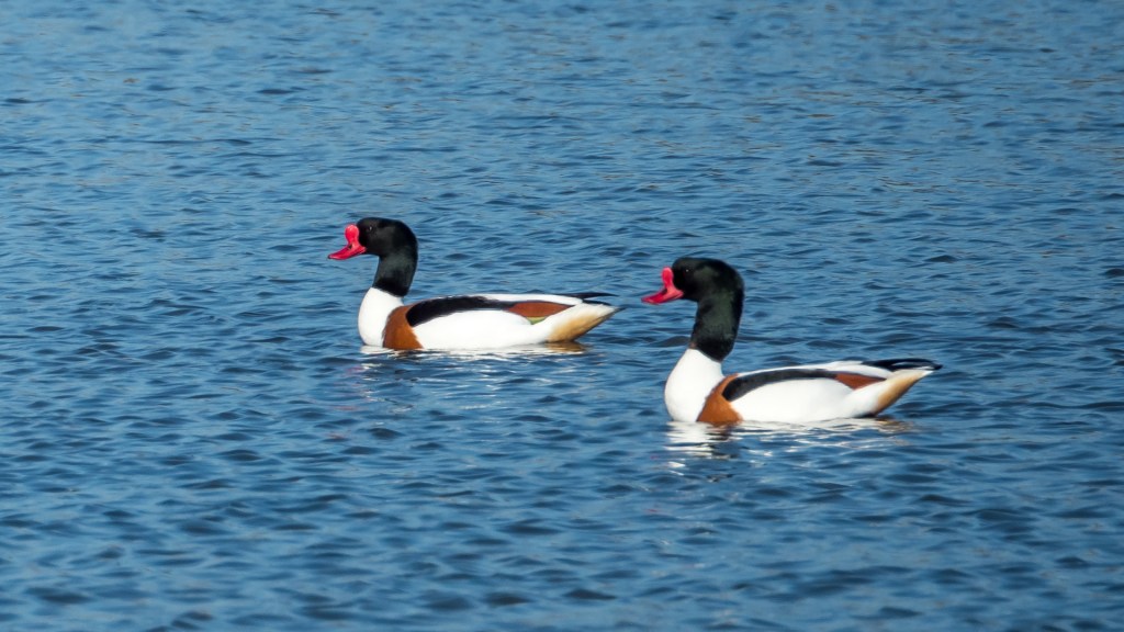 2 Brandgänse im Naturschutzgebiet bei Isla Cristina