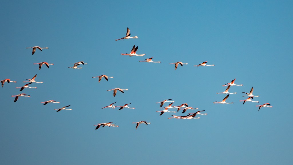 Fliegende Flamingos über den "Marismas de Isla Cristina"