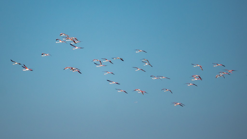 Fliegende Flamingos über den "Marismas de Isla Cristina"