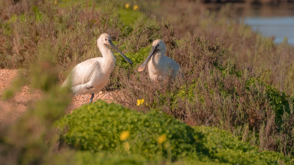 Zwei Löffelreiher an Land