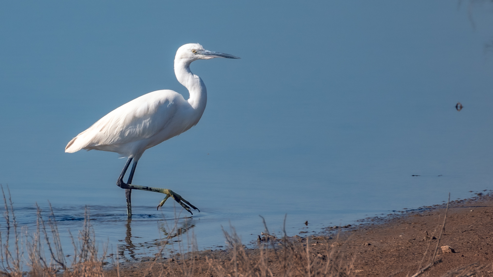 Ein weißer Reiher watet durch falsches Gewässer