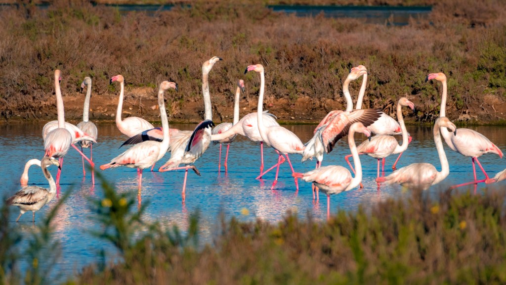 Flamingogruppe in den "Marismas de Isla Cristina"