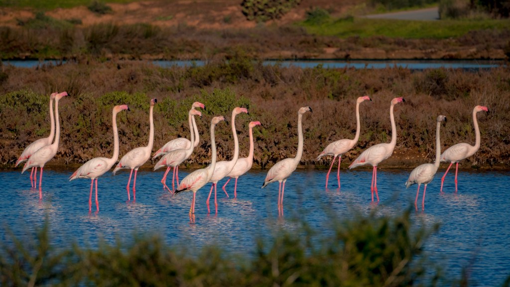 Flamingogruppe in den "Marismas de Isla Cristina"
