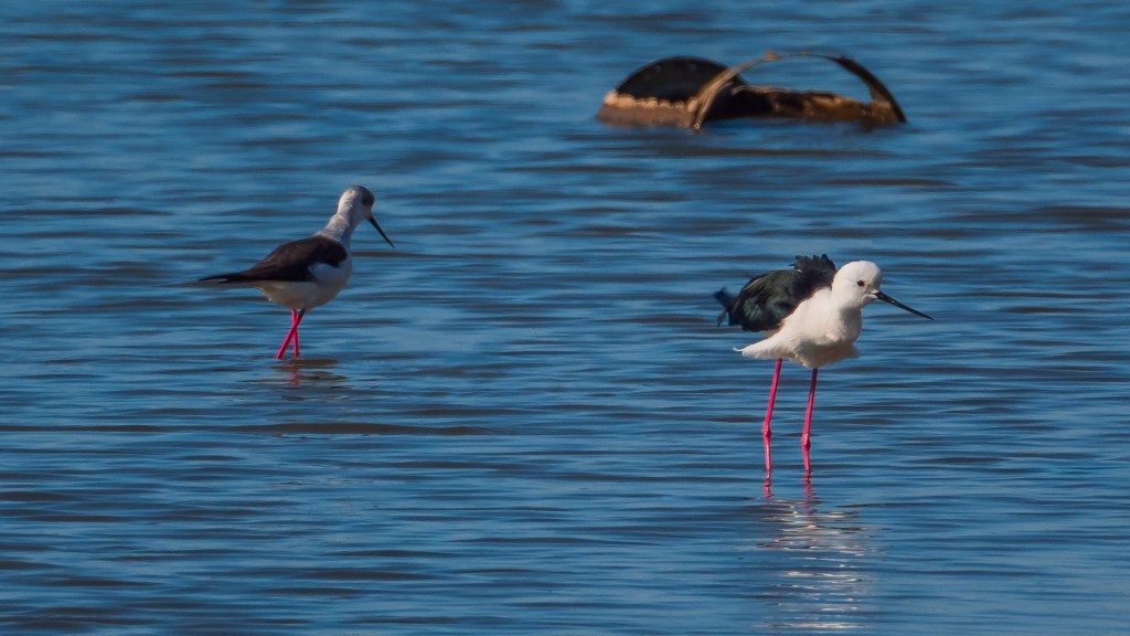 Zwei Stelzenläufer in flachem Wasser