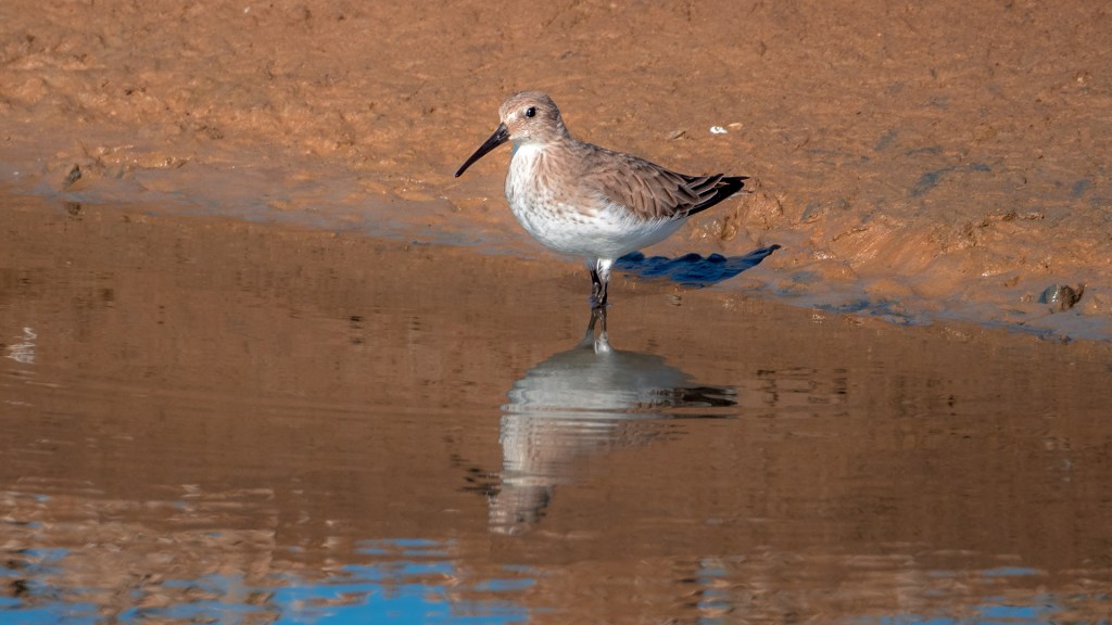 Ein Wasservogel spiegelt sich in flachem Wasser