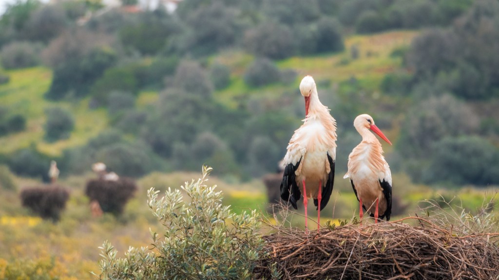 Störche in Odiáxere, Algarve