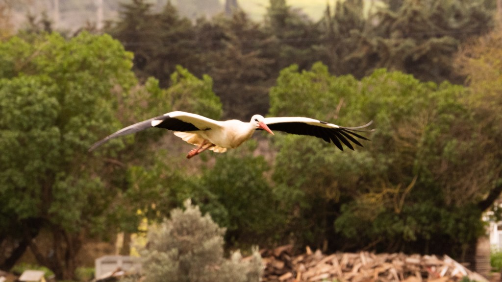 Störche in Odiáxere, Algarve