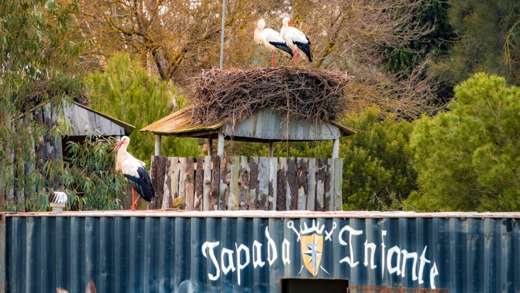 Störche in Odiáxere, Algarve