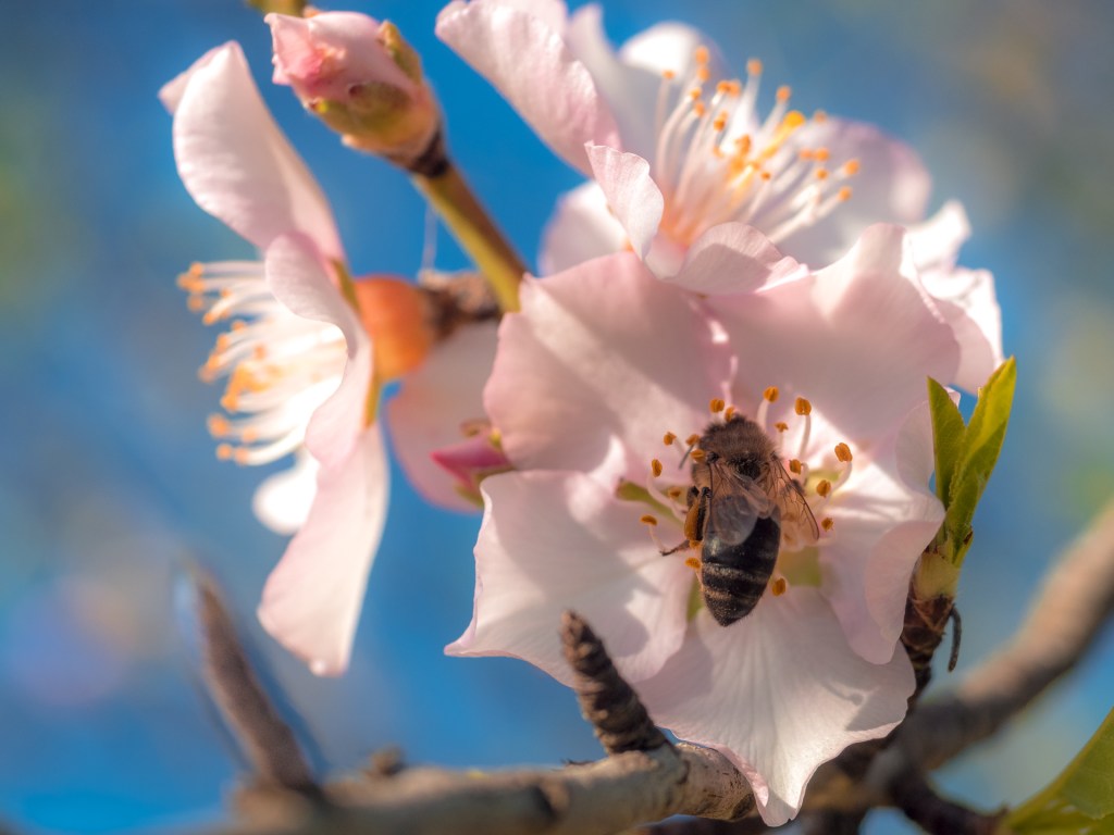 Eine Honigbiene sitzt auf einer Mandelblüte