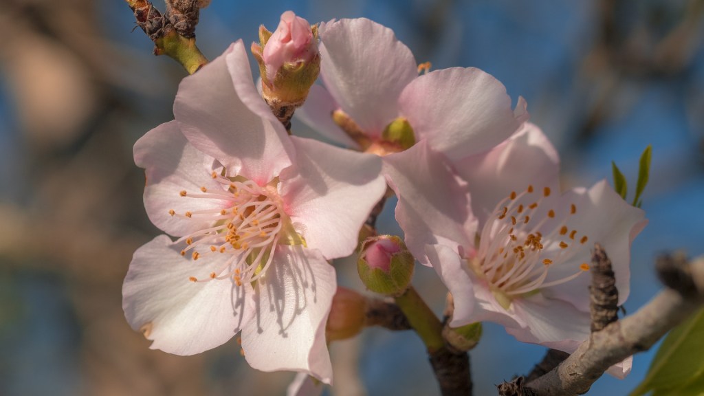 Mandelblüten