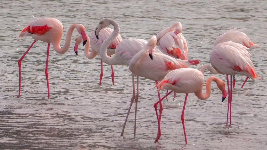 Flamingos in Calpe