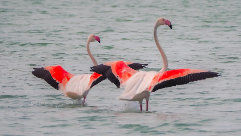 2 Flamingos breiten ihre Flügel aus