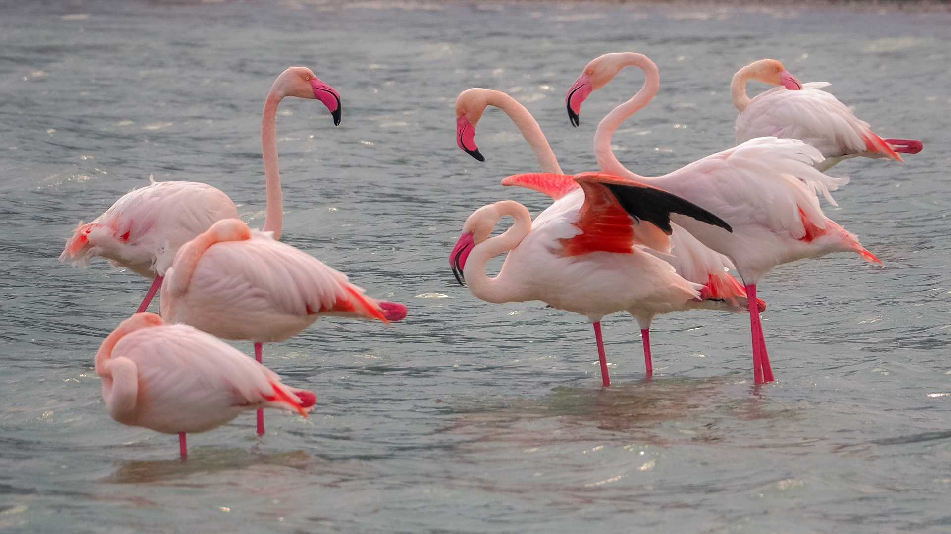 Flamingos in Calpe