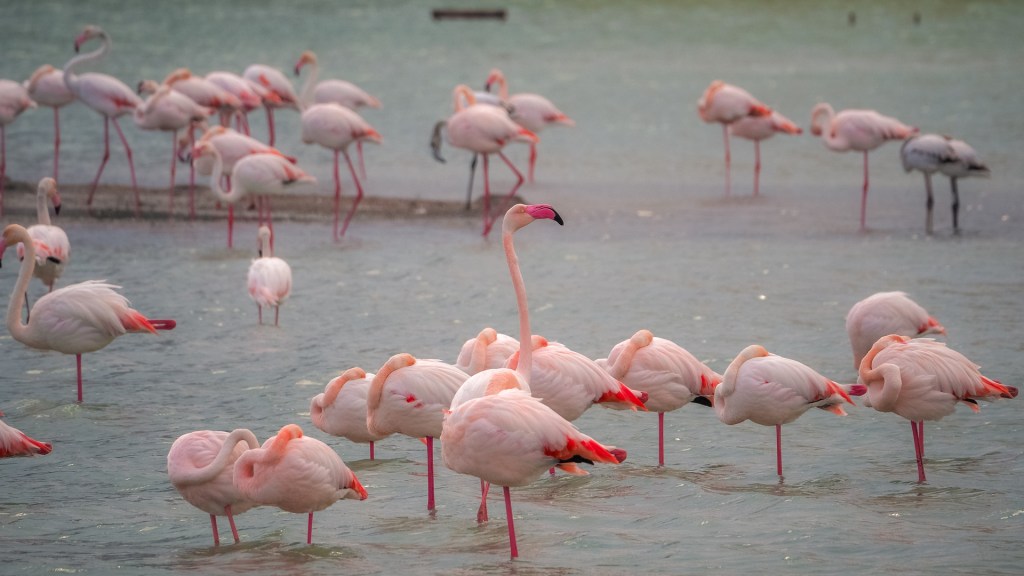 Flamingos in "Les Salinas" in Calpe