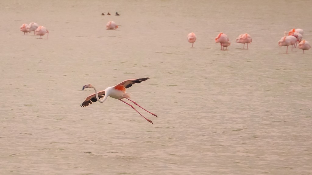 Landender Flamingo auf den "Les Salinas" in Calpe