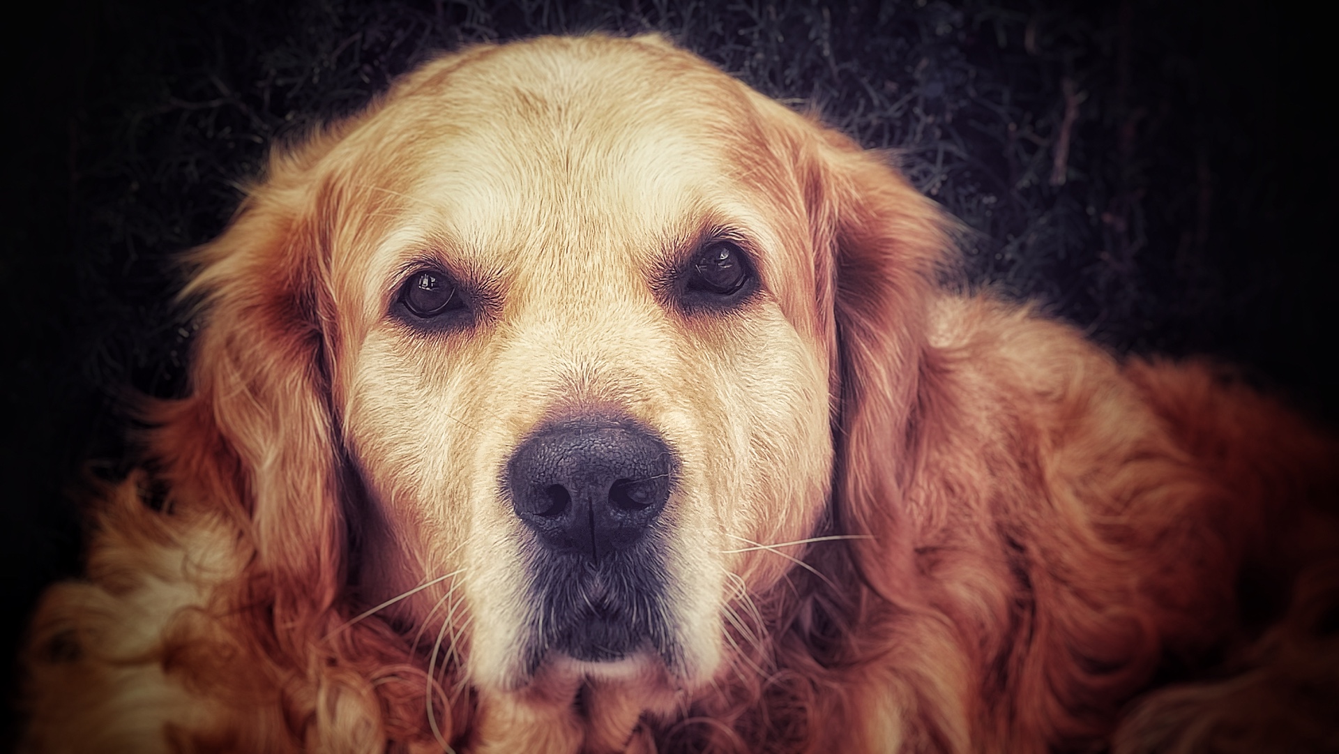 Portrait eines Golden Retriever